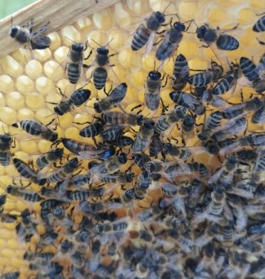Suffolk honeybees - Bacton IP14